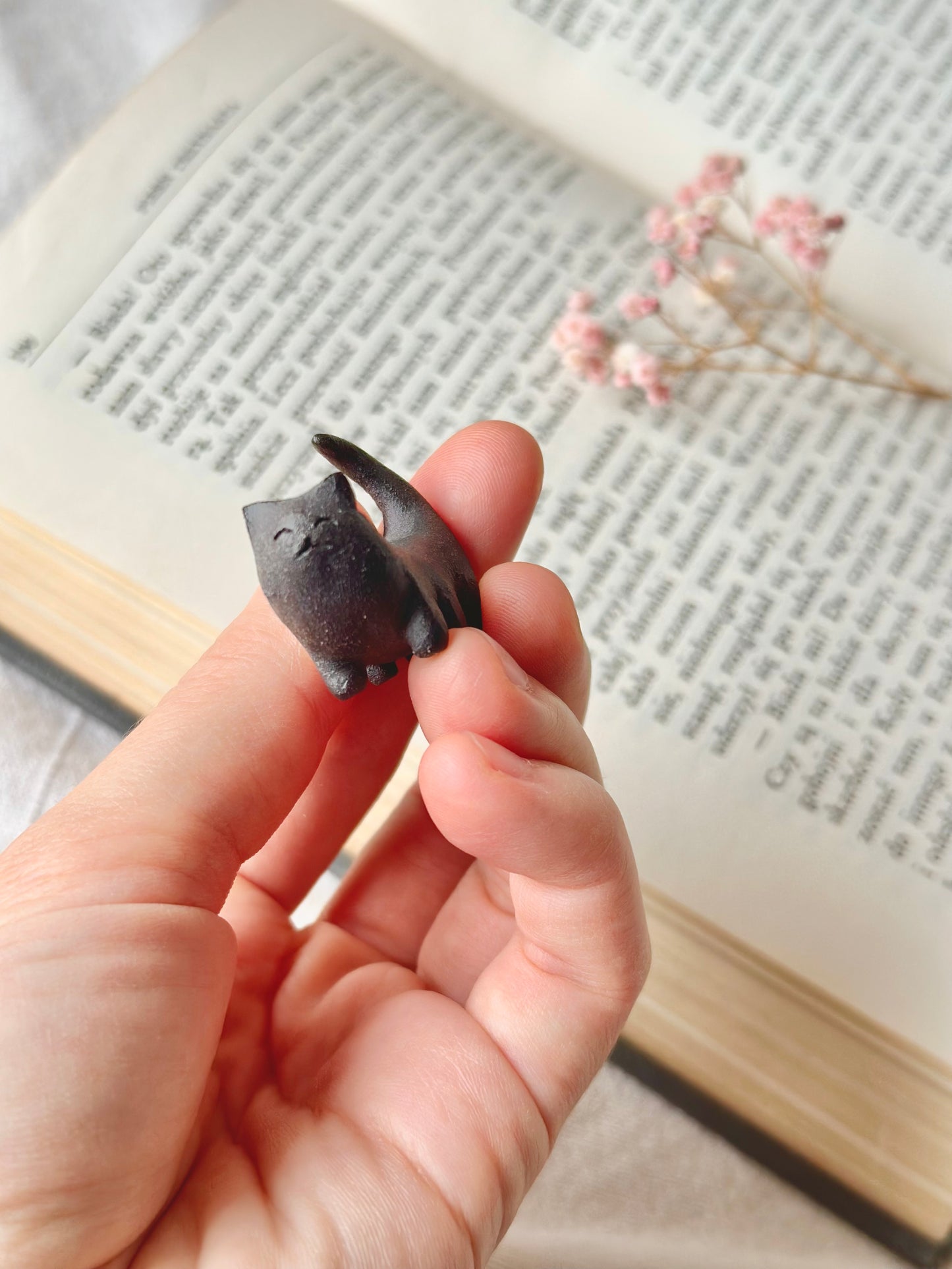 Kotek Sześciołapek Zwyczajny