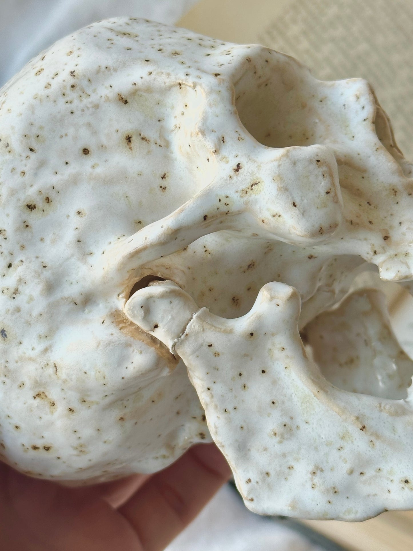 Czaszka ceramiczna z otwieraną żuchwą (z wadą)