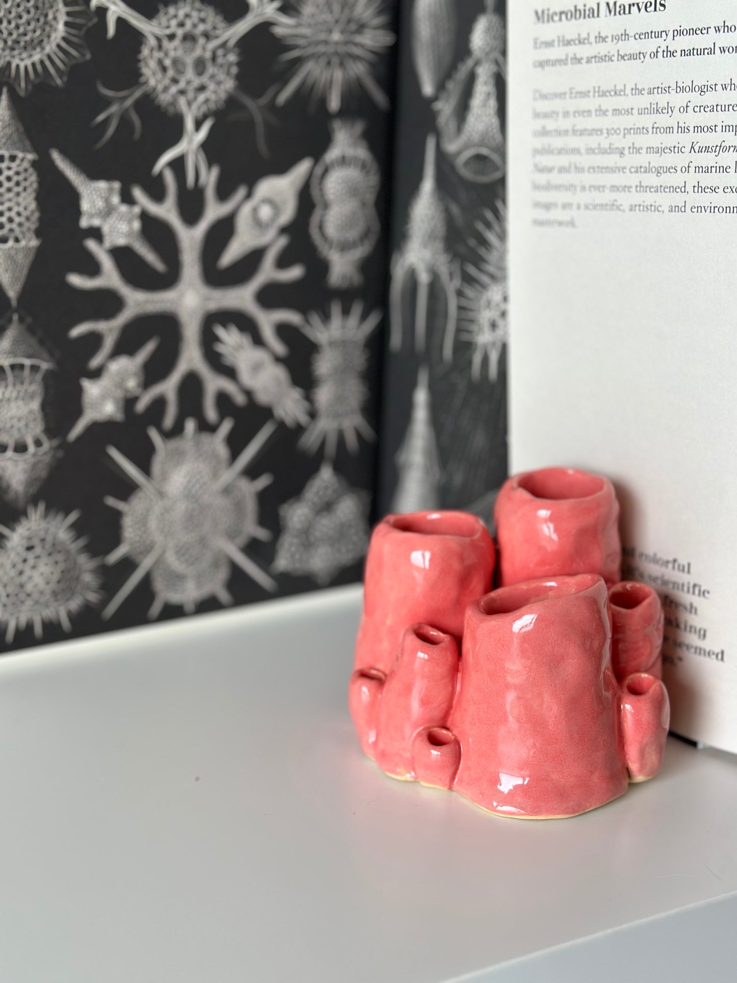 Koralowiec dekoracyjny (świecznik)