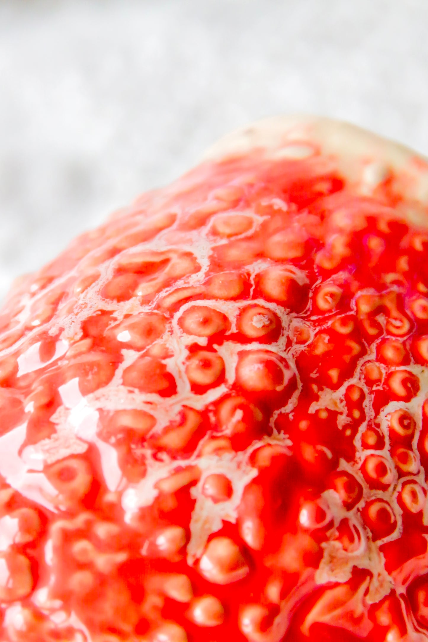 Kubek ceramiczny „Rafflesio” czerwono-różowy