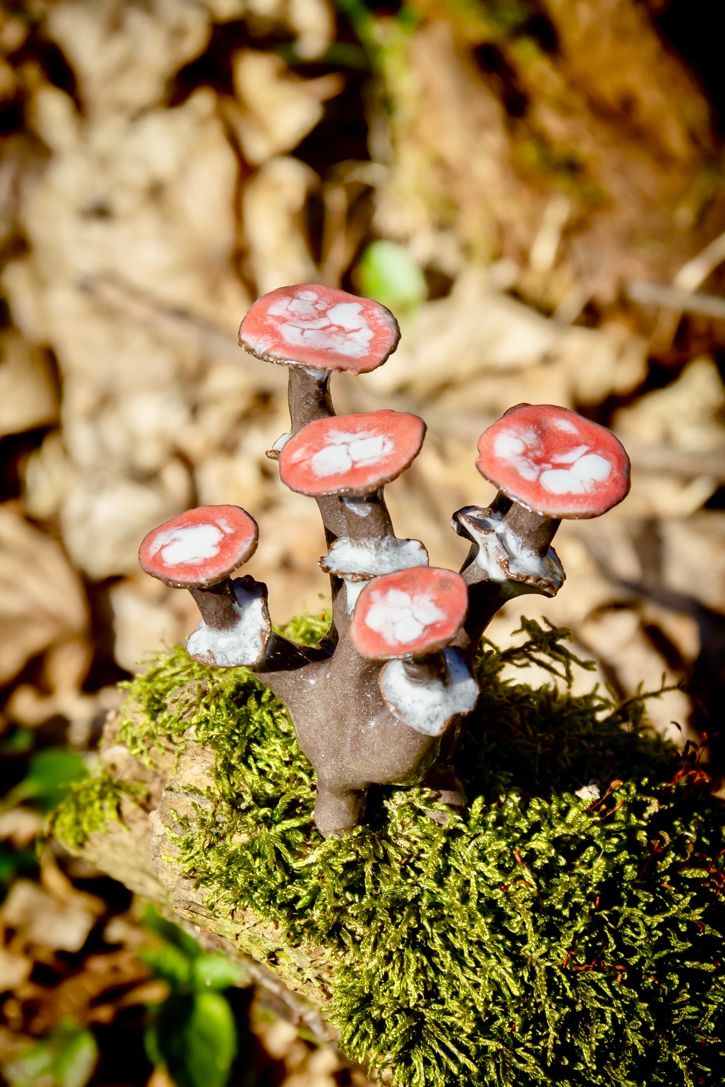 Grzybki ceramiczne czarno-czerwone mini