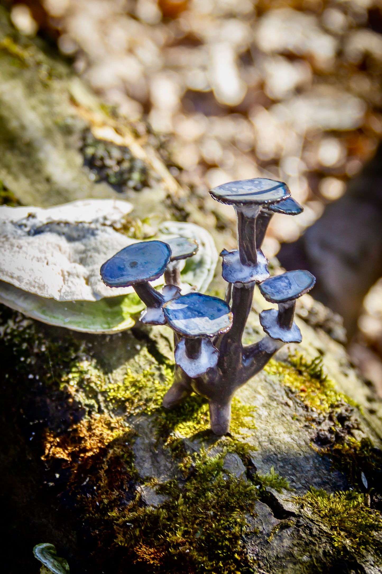 Grzybki ceramiczne szaro-niebieskie mini