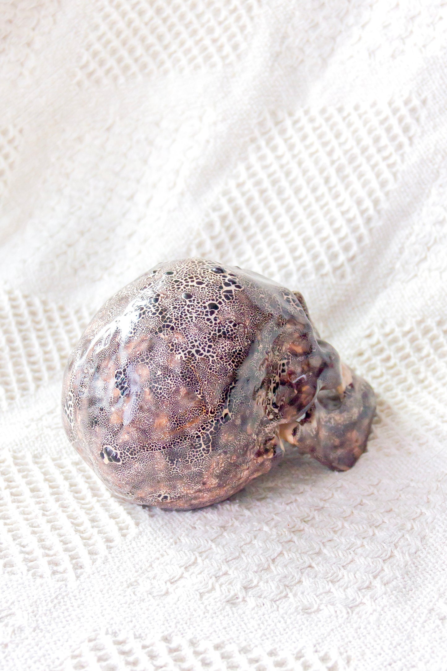 Crâne en céramique marron et noir